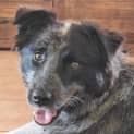Photo of Chevy