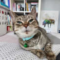 Photo of Tilly
