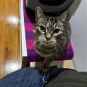 Photo of Tilly