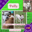 Photo of Polly