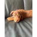 Photo of Latte