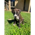 Photo of Pumba