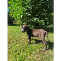 Photo of Pumba