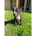 Photo of Pumba