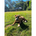 Photo of Shenzi