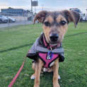 Photo of Millie   3 Month Old Kelpie (Trial)
