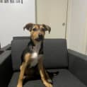 Photo of Millie   3 Month Old Kelpie (Trial)