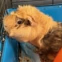 Photo of Cookie
