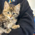 Photo of Cleo 