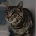 Photo of Fufu 