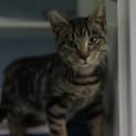 Photo of Fufu 