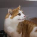 Photo of Bingis