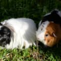Photo of Peppy