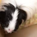 Photo of Peppy