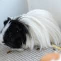 Photo of Peppy