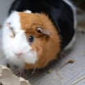 Photo of Peppy