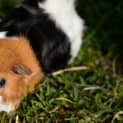Photo of Peppy