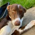Photo of Indie