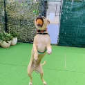 Photo of Bruno
