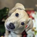 Photo of Roo