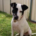 Photo of Mabel