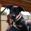 Photo of Max