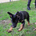 Photo of Max