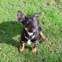 Photo of Max