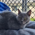 Photo of Sapphire 