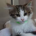 Photo of Mochi