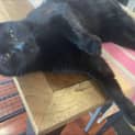 Photo of Astra