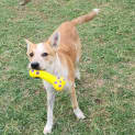 Photo of Dug