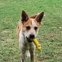 Photo of Dug
