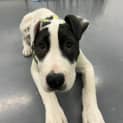 Photo of Lilith (Formerly Tiffany)