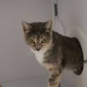 Photo of Honey