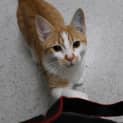 Photo of Calypso 