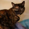 Photo of Basil