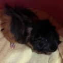 Photo of Peanuts
