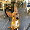 Photo of Romeo   5 Month Old German Shepherd X (Trial)