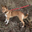Photo of Dayda