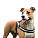 Photo of Nova