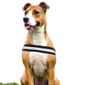 Photo of Nova