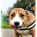 Photo of Nova