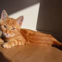 Photo of Stewie
