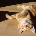 Photo of Stewie