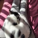 Photo of Panda