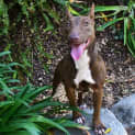 Photo of Scuba