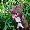 Photo of Scuba