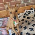 Photo of Dingo & Bingo