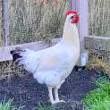 Photo of Barry